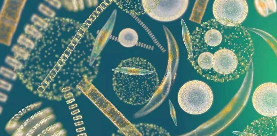 活性污泥法原理形象說(shuō)法